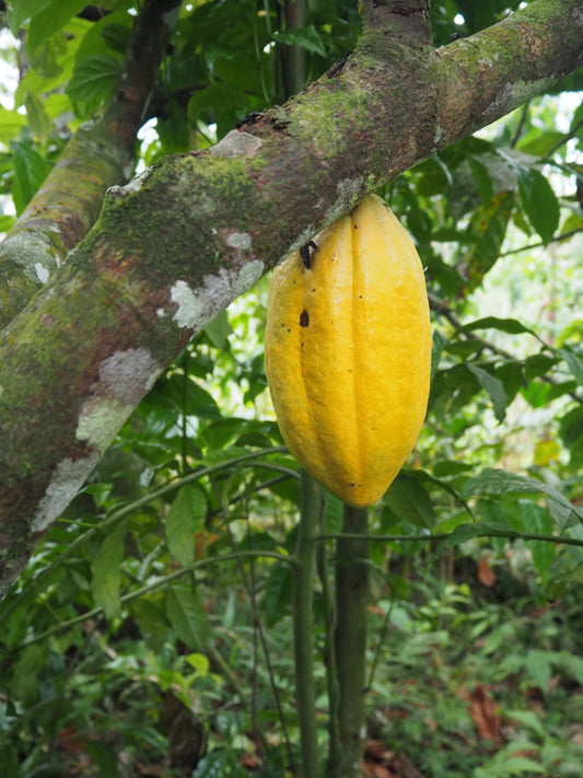 Wild Harvested Ceremonial Cacao 500g